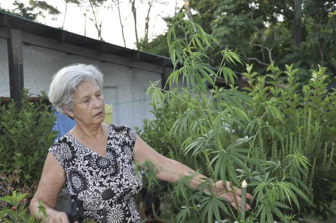 El cannabis rejuvenece el cerebro de los mayores