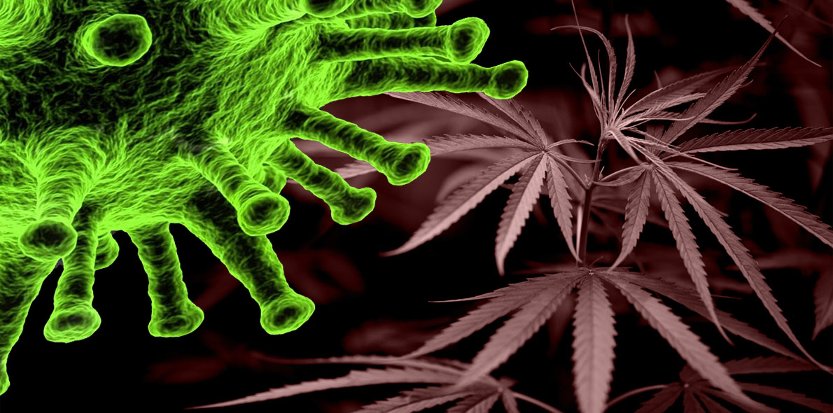 ¿Puede proteger el cannabis contra el coronavirus?